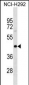 PAIP1 Antibody (N-term)